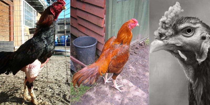 Đá Gà Asil - Khám Phá Những Điều Thú Vị Của Chiến Kê Đẳng Cấp Đá gà Asil và những điều bí ẩn