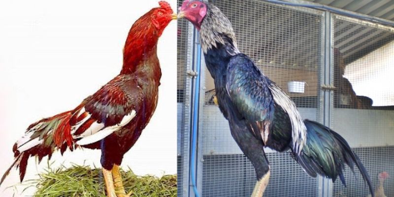 Đá Gà Asil - Khám Phá Những Điều Thú Vị Của Chiến Kê Đẳng Cấp Đá gà Asil - Ngoại hình khỏe mạnh