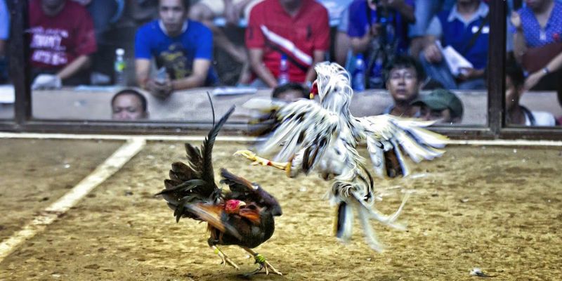Đá Gà Asil - Khám Phá Những Điều Thú Vị Của Chiến Kê Đẳng Cấp Đá gà Asil một sân chơi kịch tính