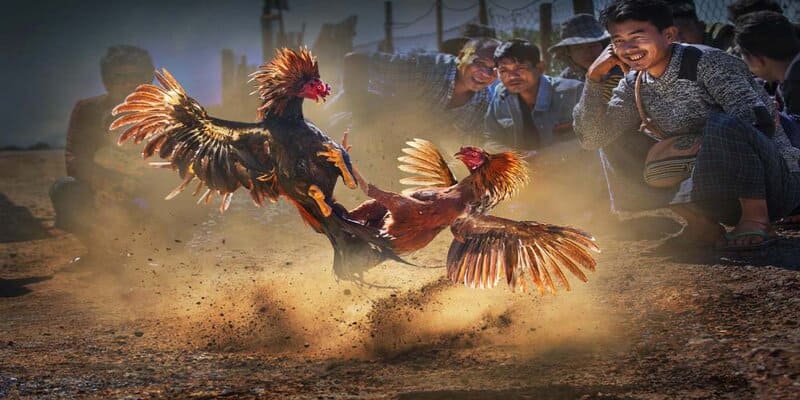 Đá Gà C2 Hướng Dẫn Toàn Diện Và Chiến Lược Thắng Lớn Mẹo đá gà dễ thắng nhất hiện nay